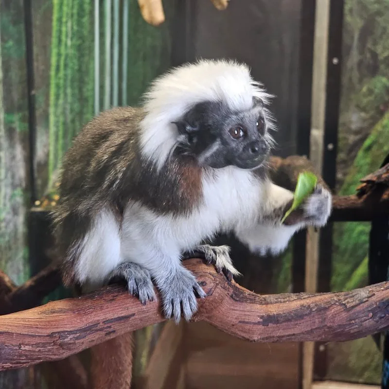 Otter Educational Encounter