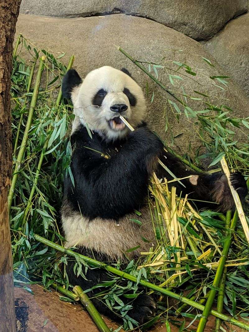 Tennessee – Memphis Zoo – Memphis