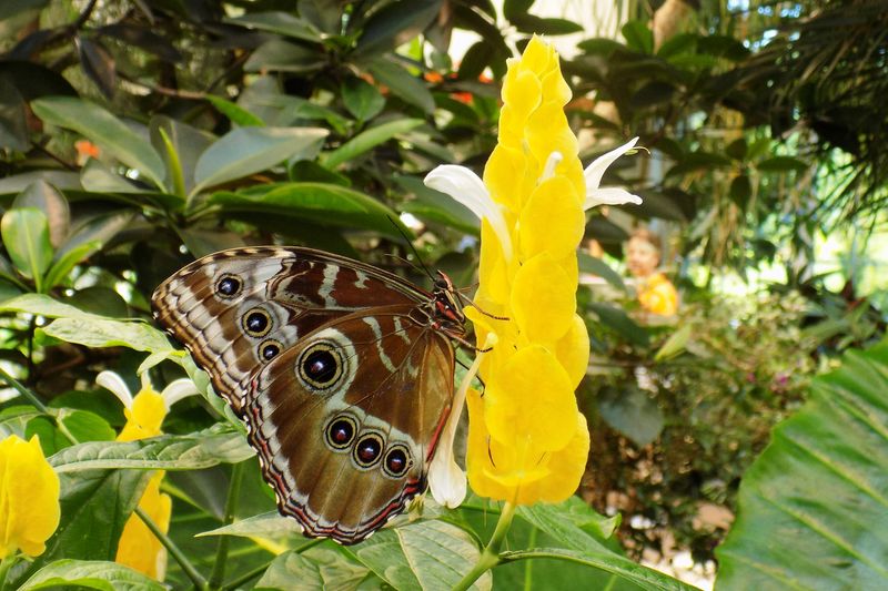 Chrysalis and Life Cycle Viewing