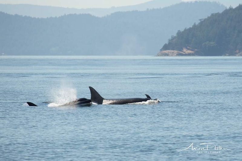 San Juan Islands, Washington