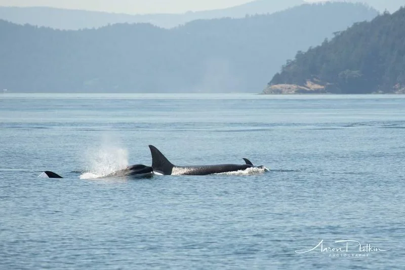 San Juan Islands, Washington