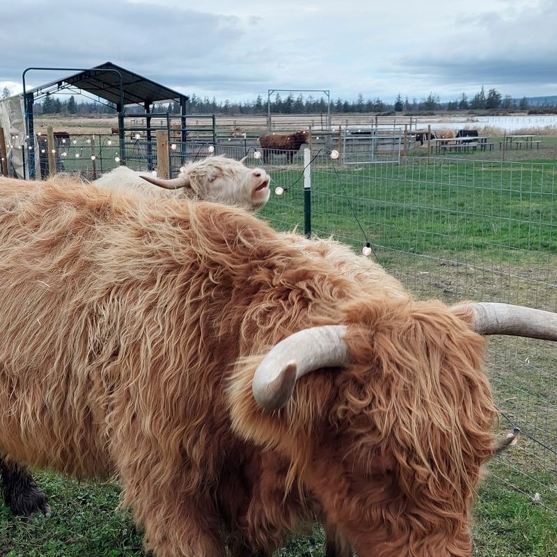 Hands-On Grooming and Brushing Tips