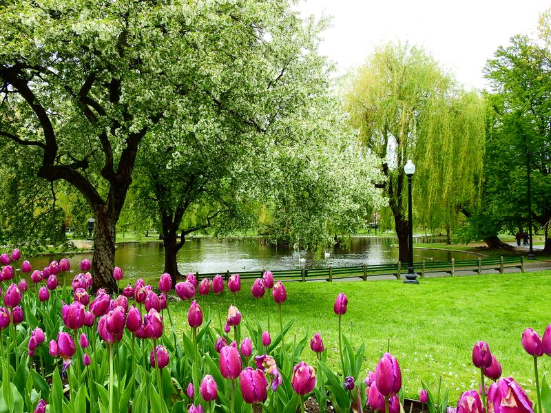 Pairing your ride with a perfect Public Garden stroll