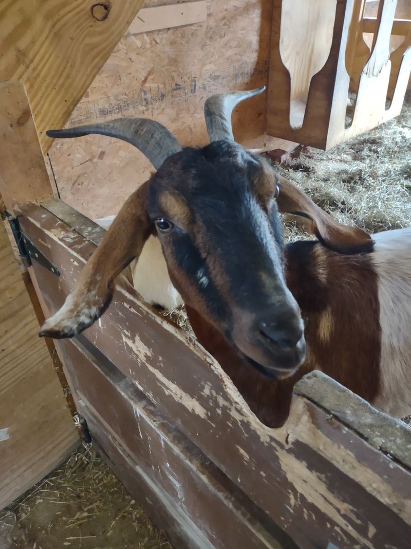 Happy Trails Farm Sanctuary Visitor Paddock, Ravenna, Ohio