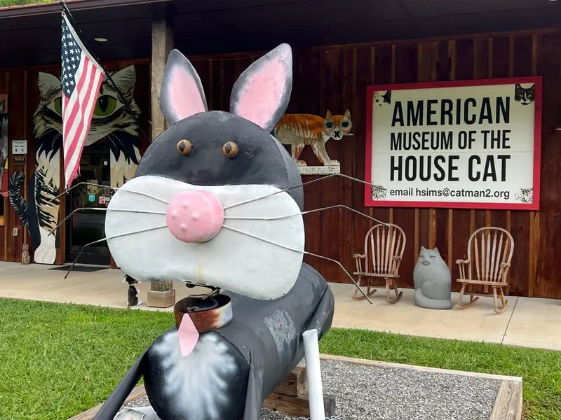 Resident Feline Friends