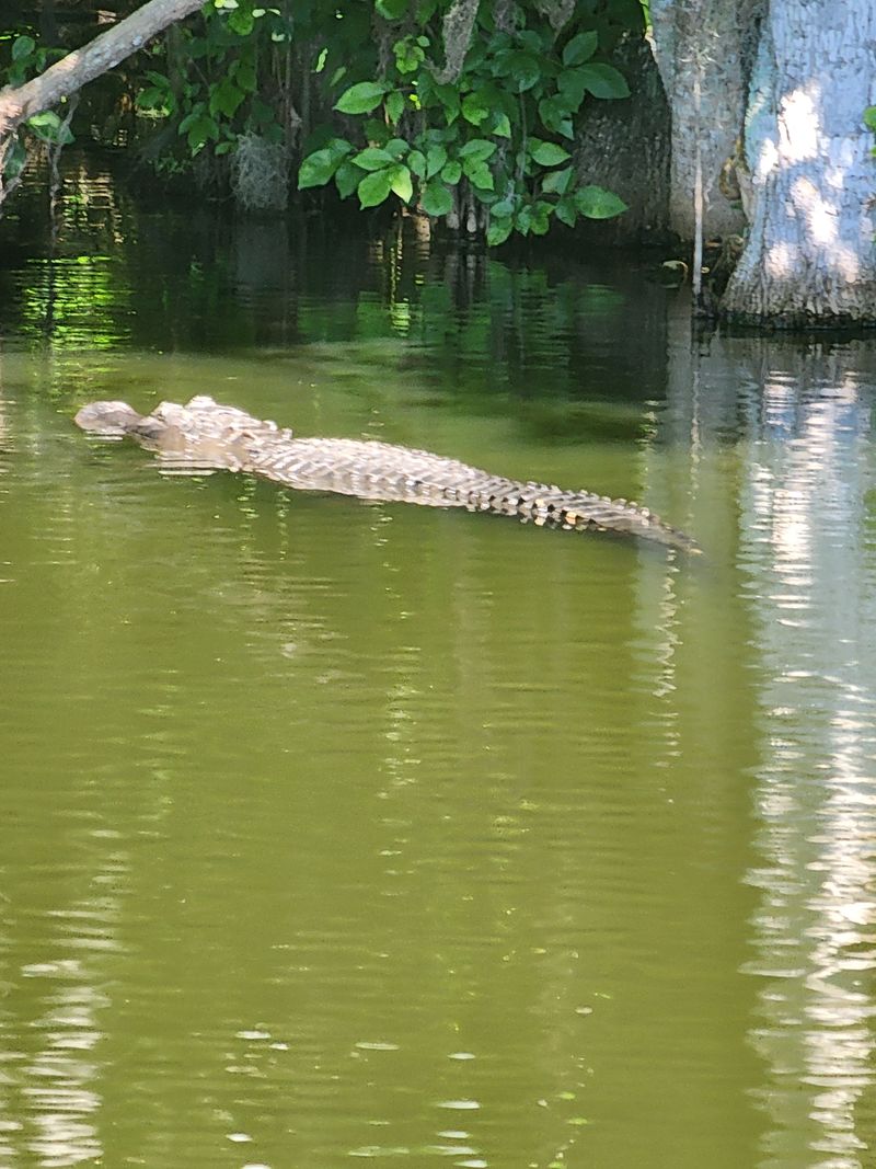 Spotting Florida's Wild Residents