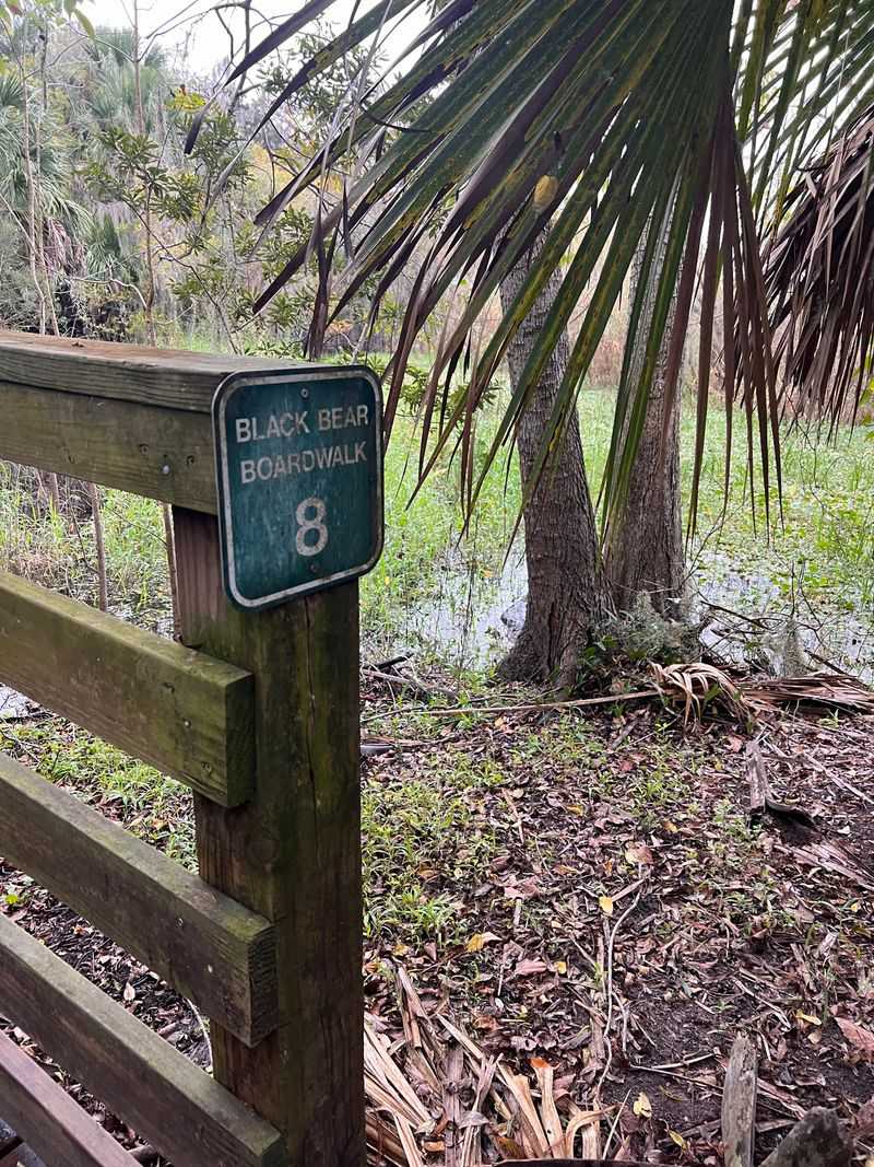 Why It Is Considered Black Bear Territory