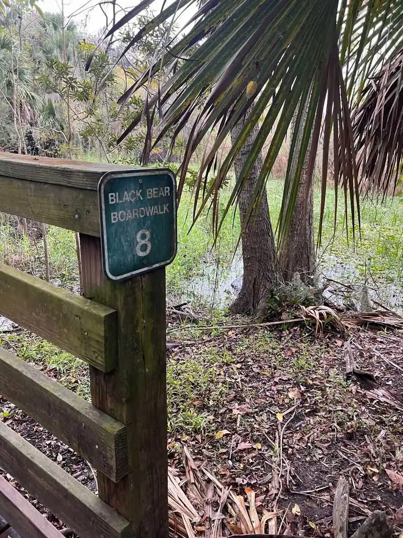 Why It Is Considered Black Bear Territory