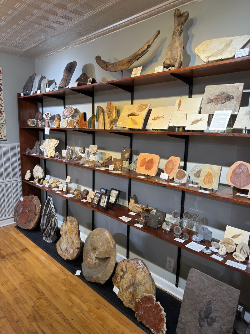 Unexpected Dinosaurs Underground