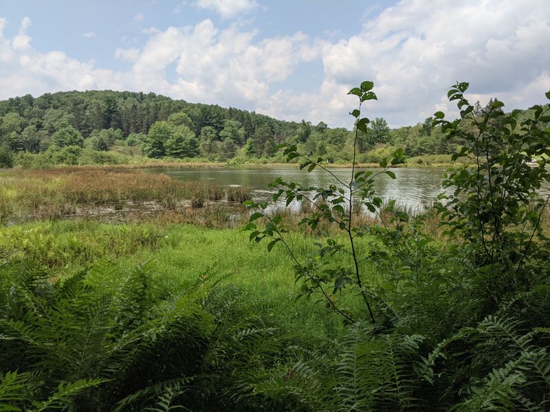 The Landscape and Natural Setting