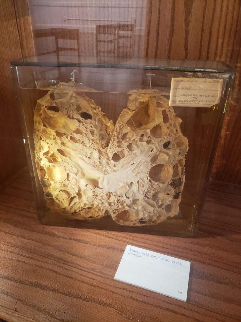 Pathology in Jars: Learning From Preserved Specimens