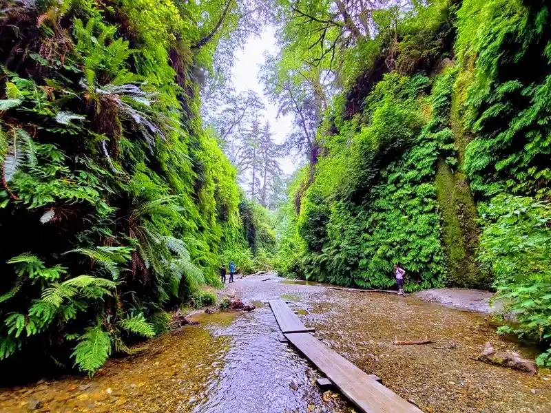 Fern Canyon: A Jurassic Feeling