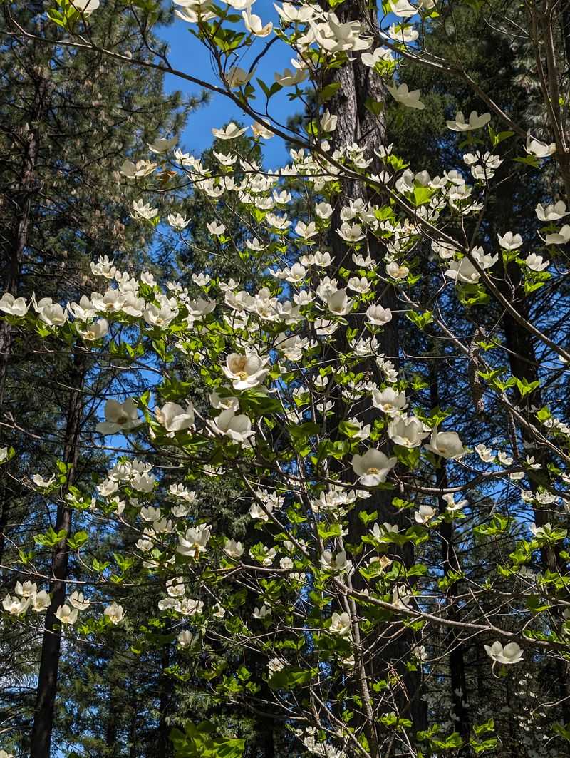 Wildlife and Wildflower Encounters