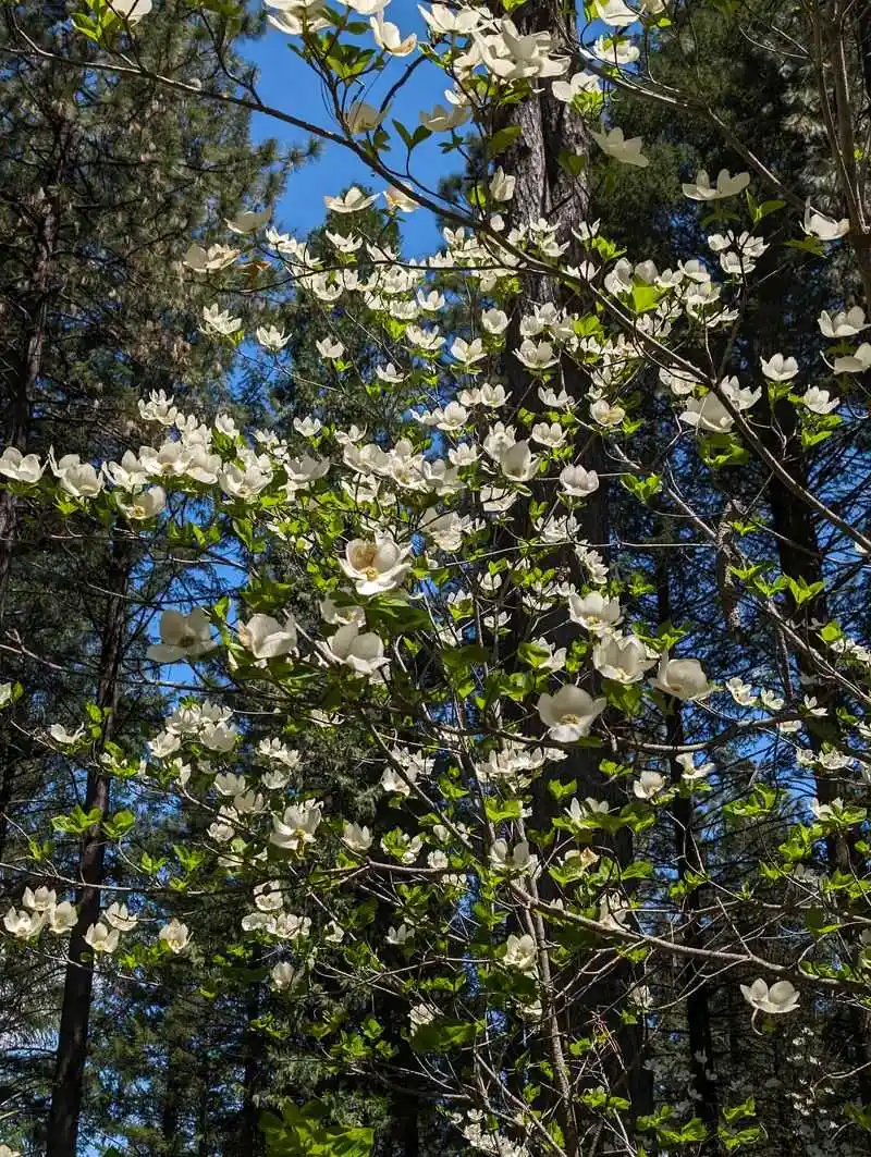 Wildlife and Wildflower Encounters