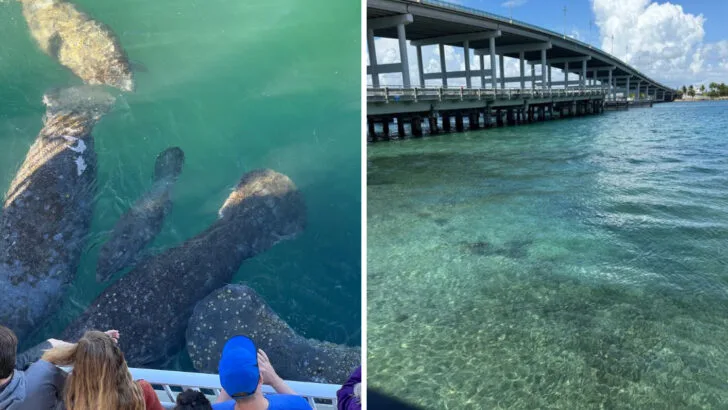 The best places to see manatees in Florida beyond the obvious spots