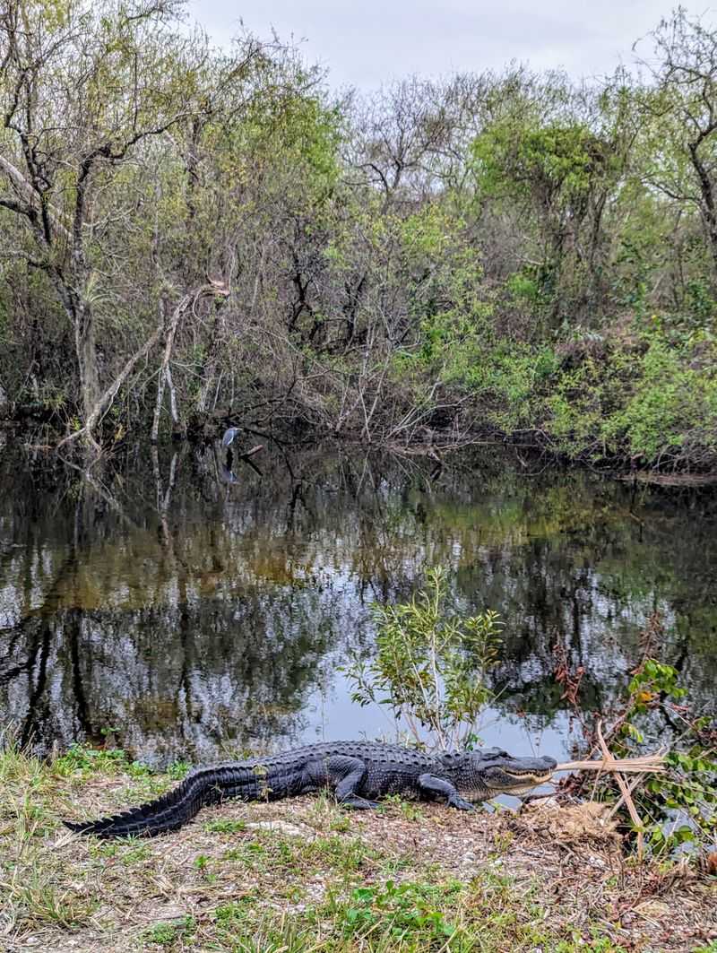 Wildlife Encounters