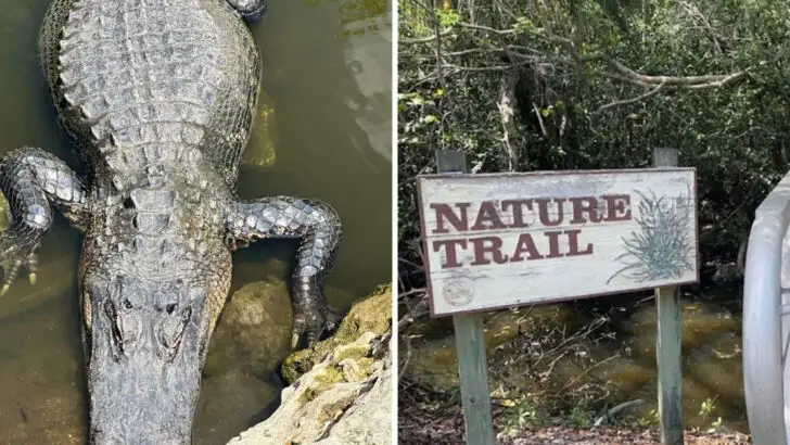 This 24-mile drive cuts straight through the heart of the Florida Everglades