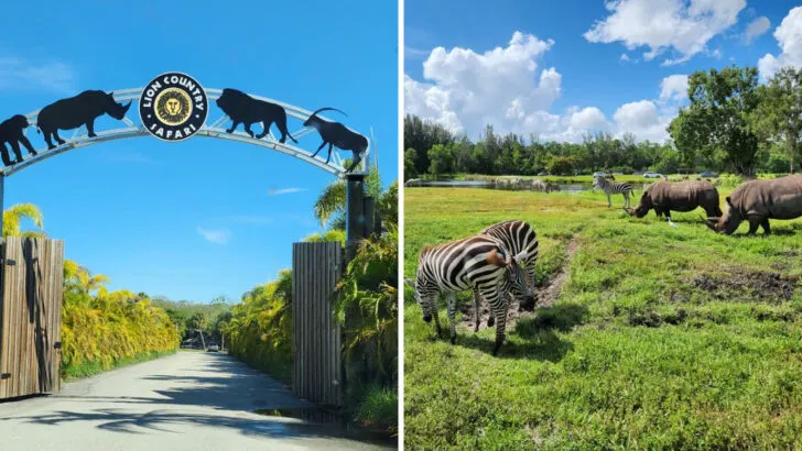 This 300-acre Florida safari lets lions and zebras walk right up to your car window