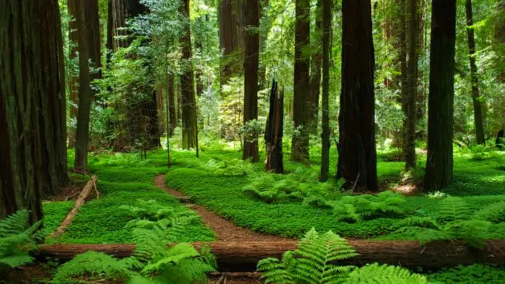 This California trail feels like it belongs in a fantasy novel