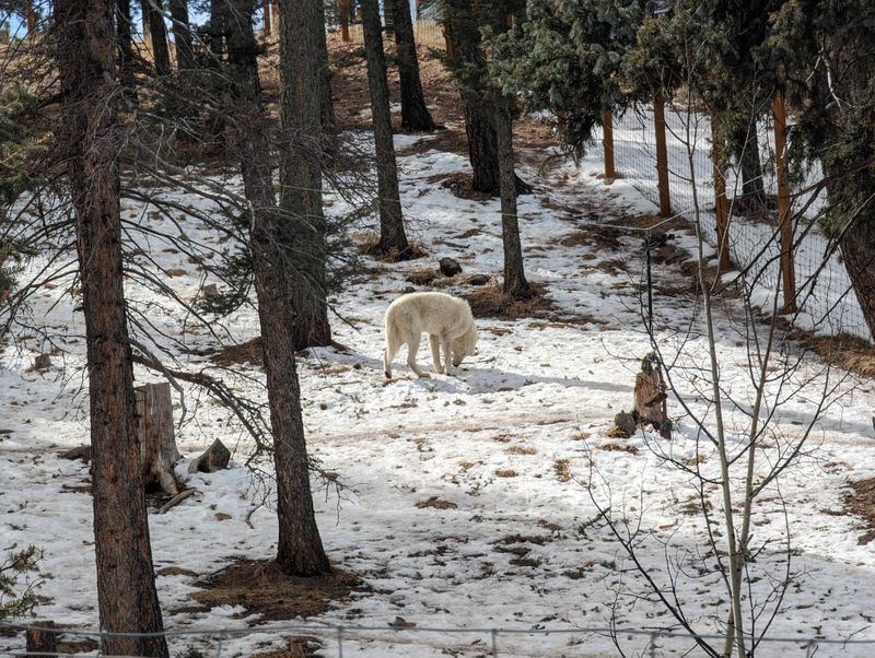 VIP Wolf Encounter: inside the enclosure