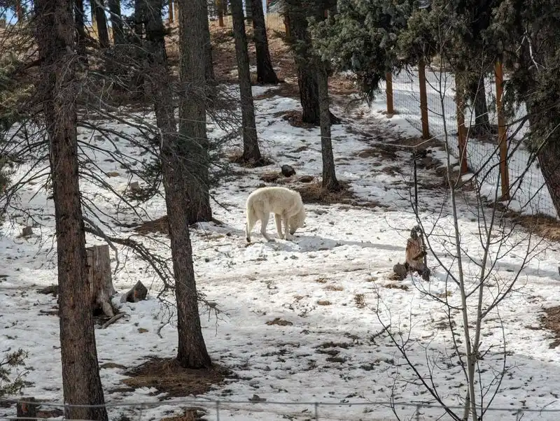 VIP Wolf Encounter: inside the enclosure