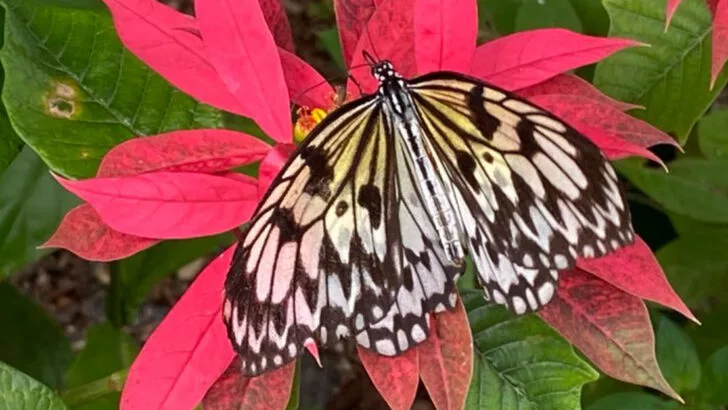 This Florida attraction is home to the state&rsquo;s largest butterfly house and maze
