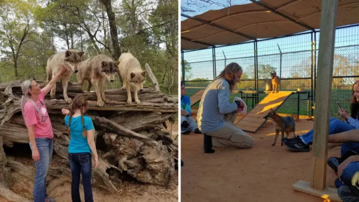 This Florida preserve lets you walk into a wolf enclosure face-to-face with the pack