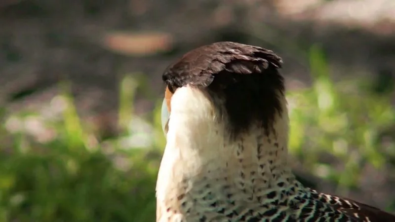 Bird Rehabilitation Center