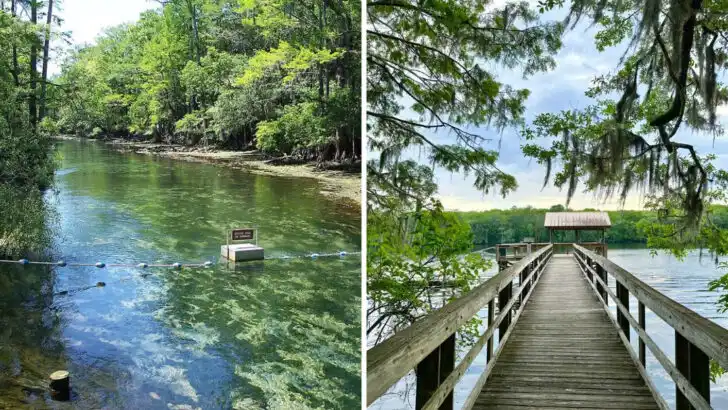 This Florida state park uses an 800-foot boardwalk to reach a secluded cypress forest
