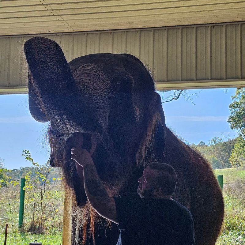 Elephant Rise and Shine Experience