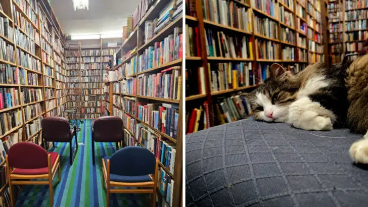 This Indiana bookstore has so much to see, rushing feels impossible