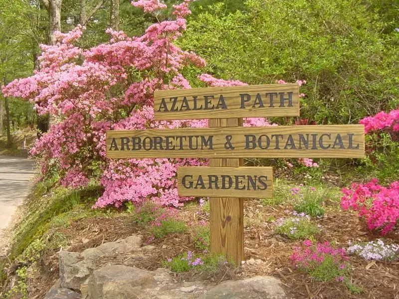 The Garden's Vibrant Blooms