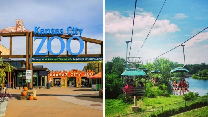 This Missouri zoo offers overnight camping where you fall asleep to animal sounds and wake up with the keepers