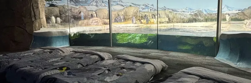 Overnight Camping Basics at the Zoo