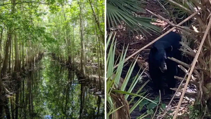 This One-of-a-Kind Florida Trail Passes Through Black Bear Territory and Across Boardwalks