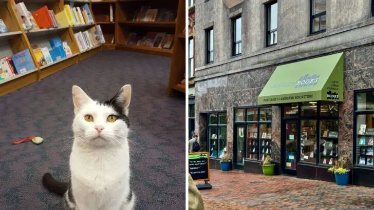 This Portland bookstore feels like home to local authors and book lovers alike