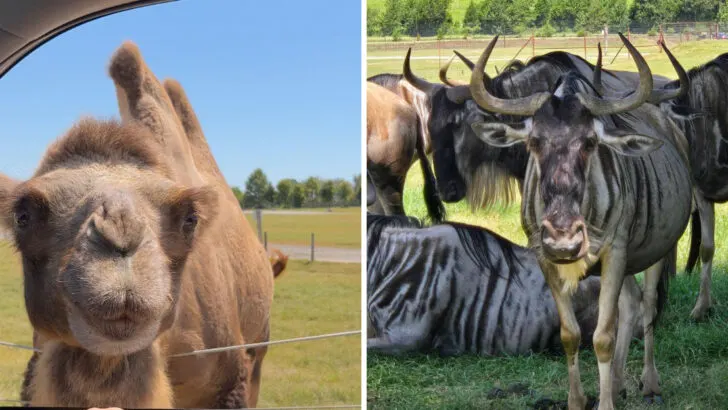 This Tennessee safari has a 7.5-mile drive where exotic animals stick their heads through your car windows