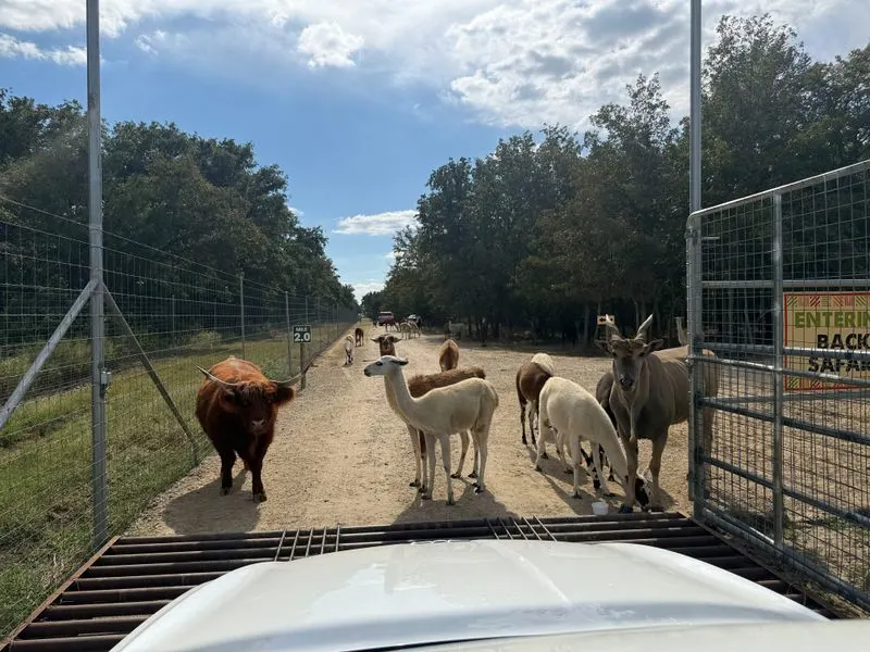 Drive Thru Safari Essentials