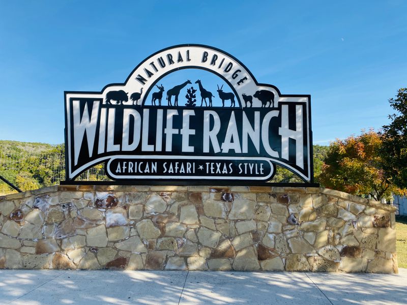 Drive through safari basics and best time to go