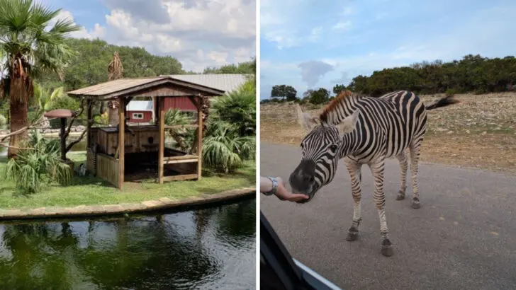 This Texas wildlife ranch lets zebras and ostriches stick their heads in your car