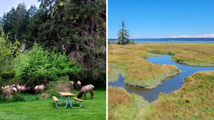 This Washington State Park Feels Like a Place Locals Don&rsquo;t Rush to Share