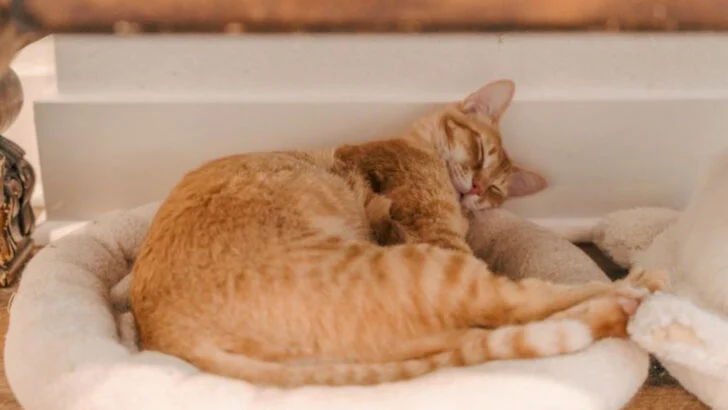 This cat caf&eacute; in Arizona feels like a dream stop for cat lovers