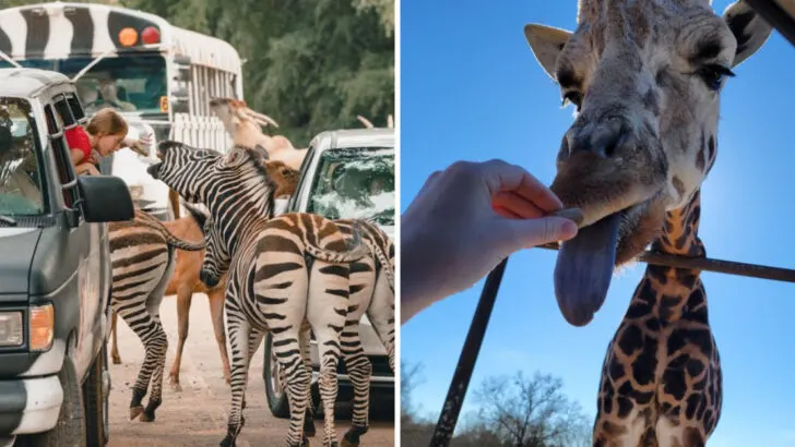 This drive-through safari in Georgia lets you feed giraffes from your car