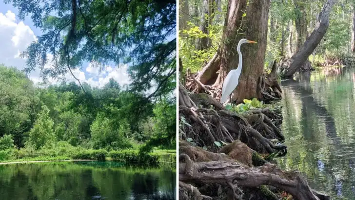 This hidden Florida spring stays 72 degrees year-round and rarely gets crowded
