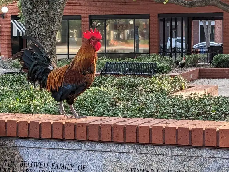 Strolling the brick streets and roosters