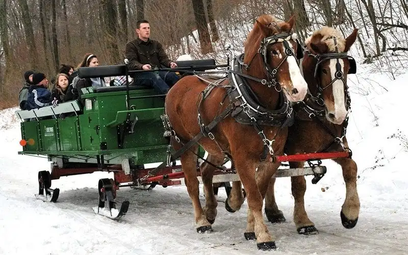 Horse Drawn Sleigh Ride Through Spruce Woods