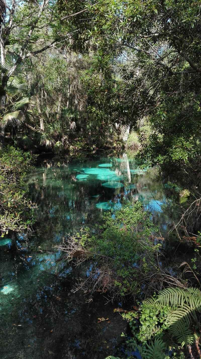 This otherworldly spring in Florida is still one of the state’s quiet ...