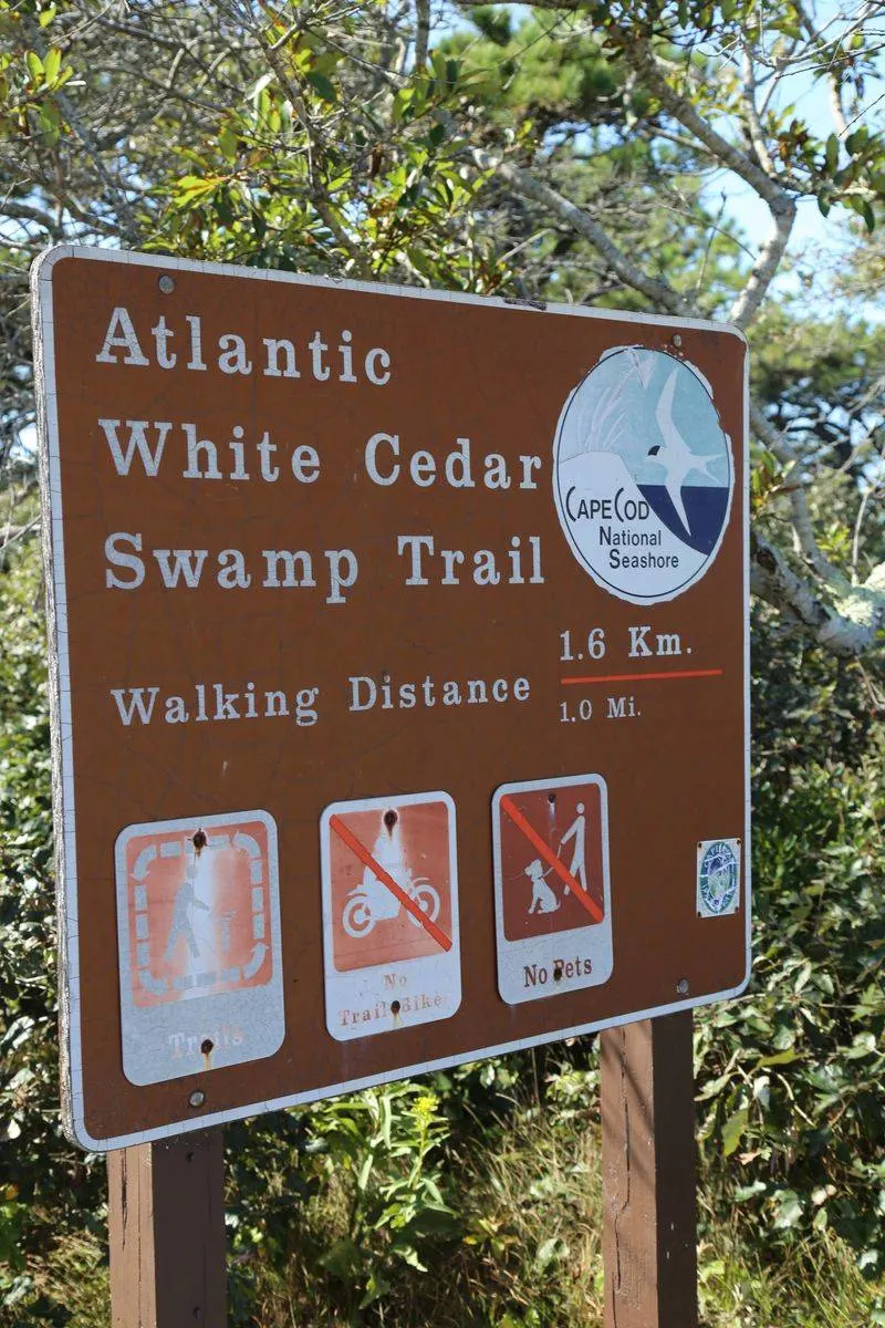 Enchanting Boardwalk