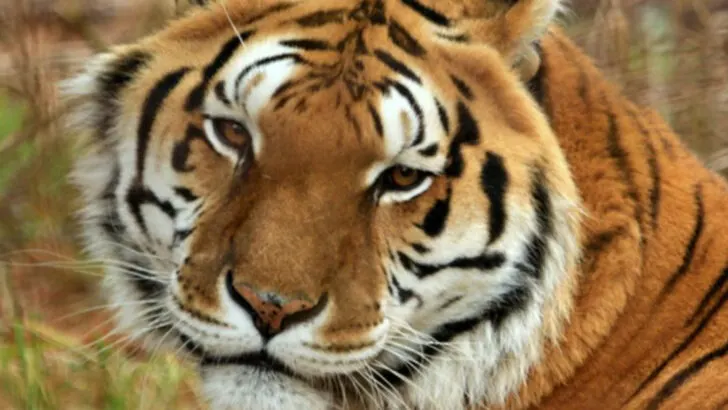 This rural Pennsylvania sanctuary has become an unlikely home for the world&rsquo;s big cats