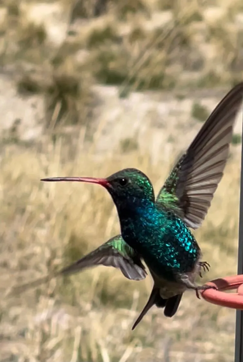 Miller Canyon and Beatty&rsquo;s Guest Ranch